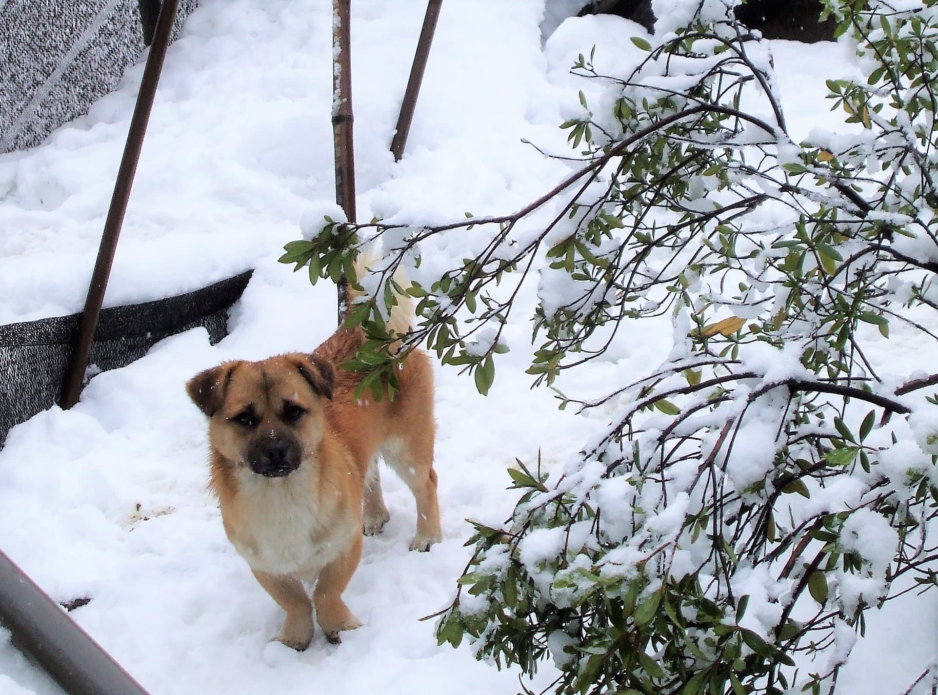 suzhou-dog