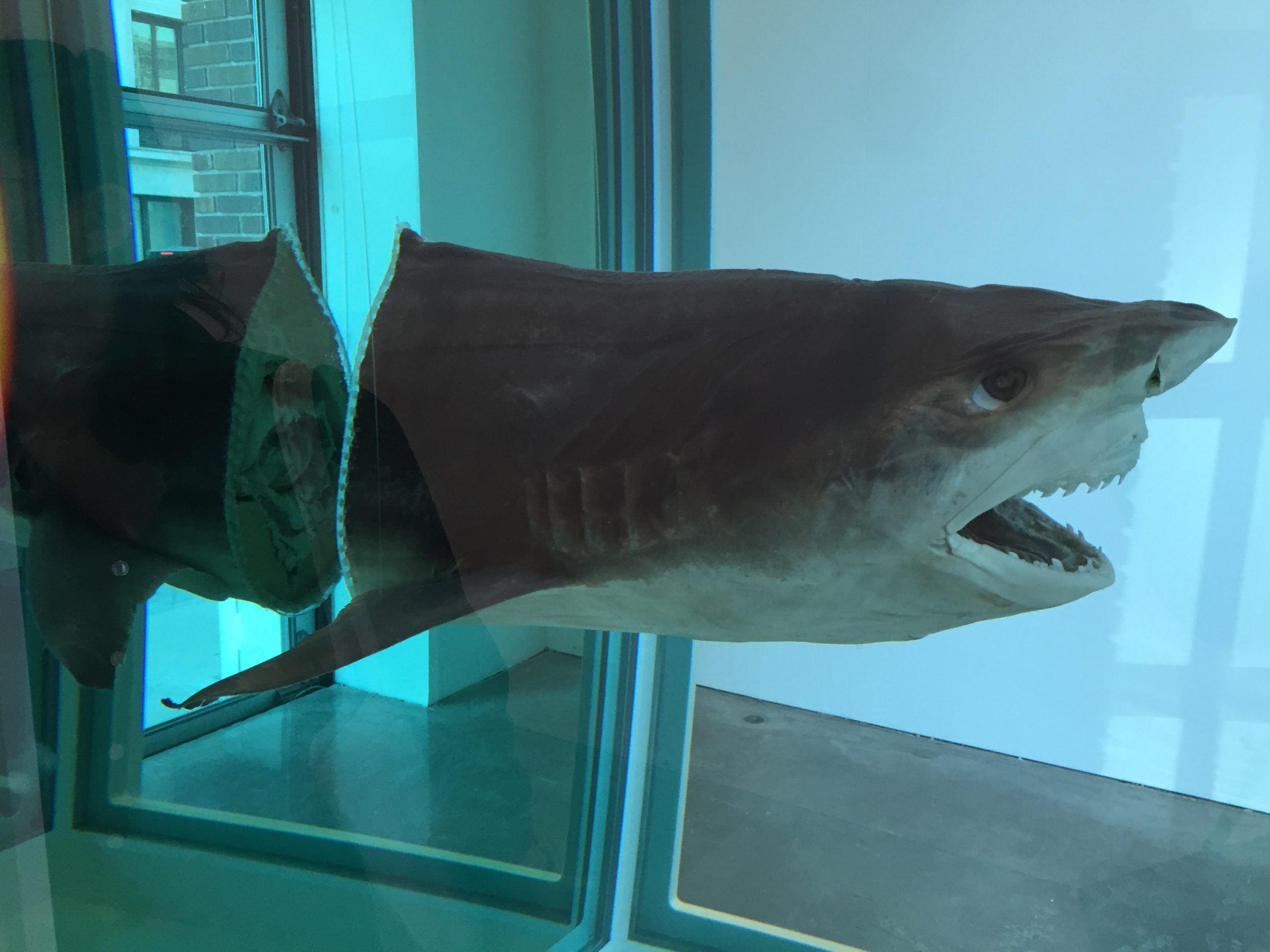 The Physical Impossibility of Death in the Mind of Someone Living by Damien Hirst at the Gagosian Gallery.