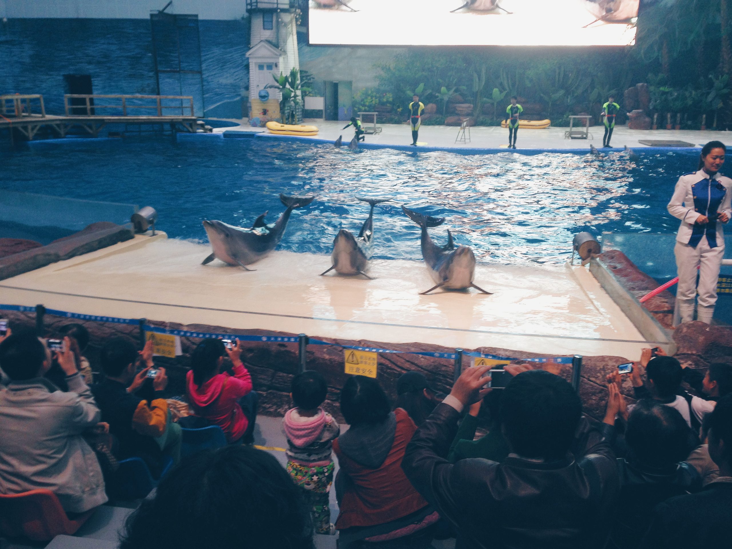 Dolphins at Tianjin Haichang Polar Ocean World