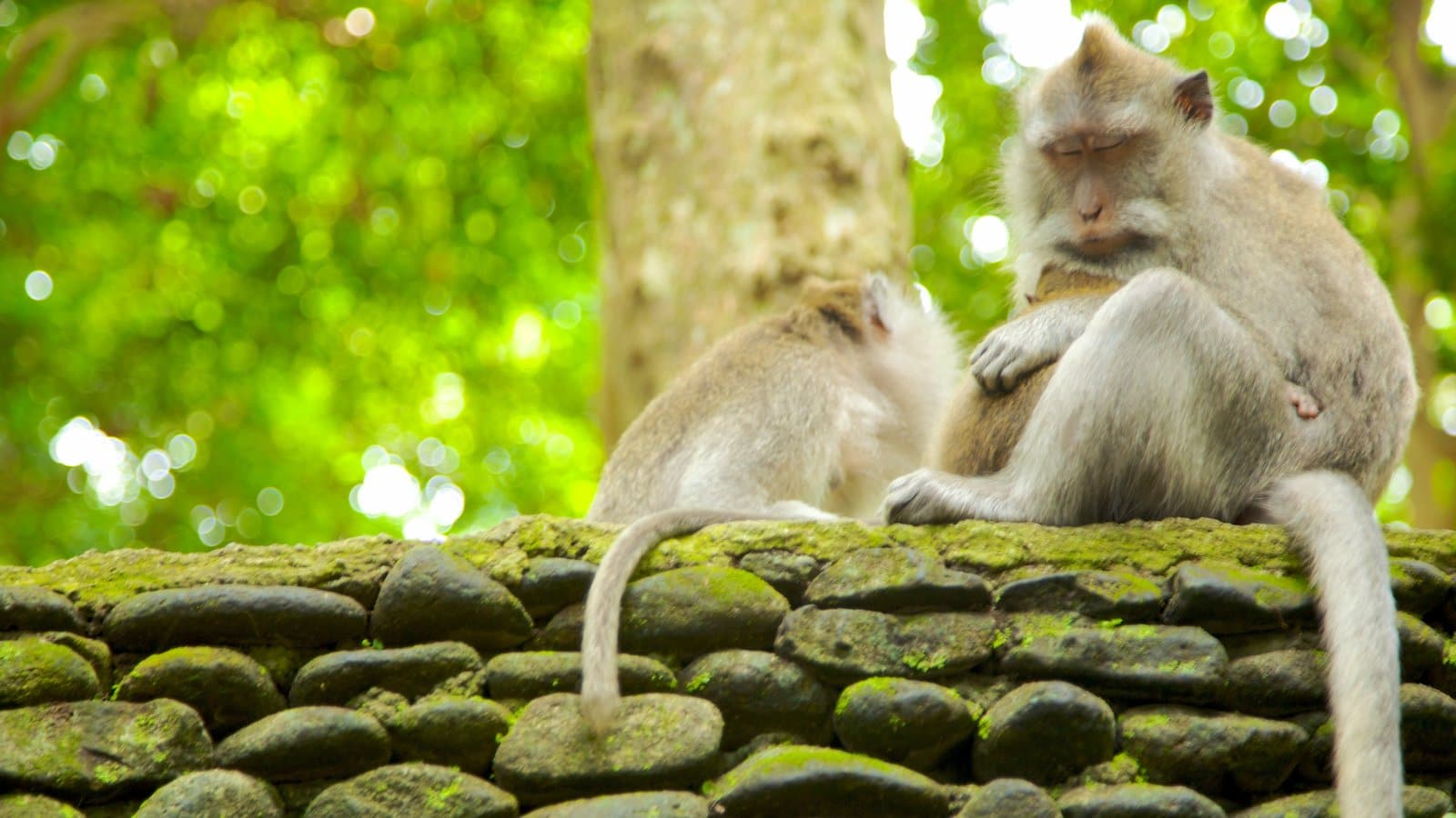 Monkeys in Ubud, Bali