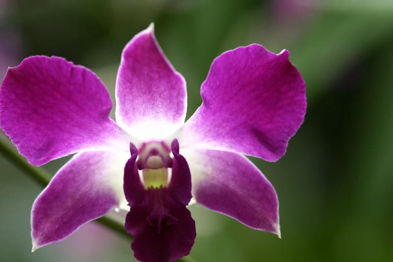 Vanda Miss Joaquim