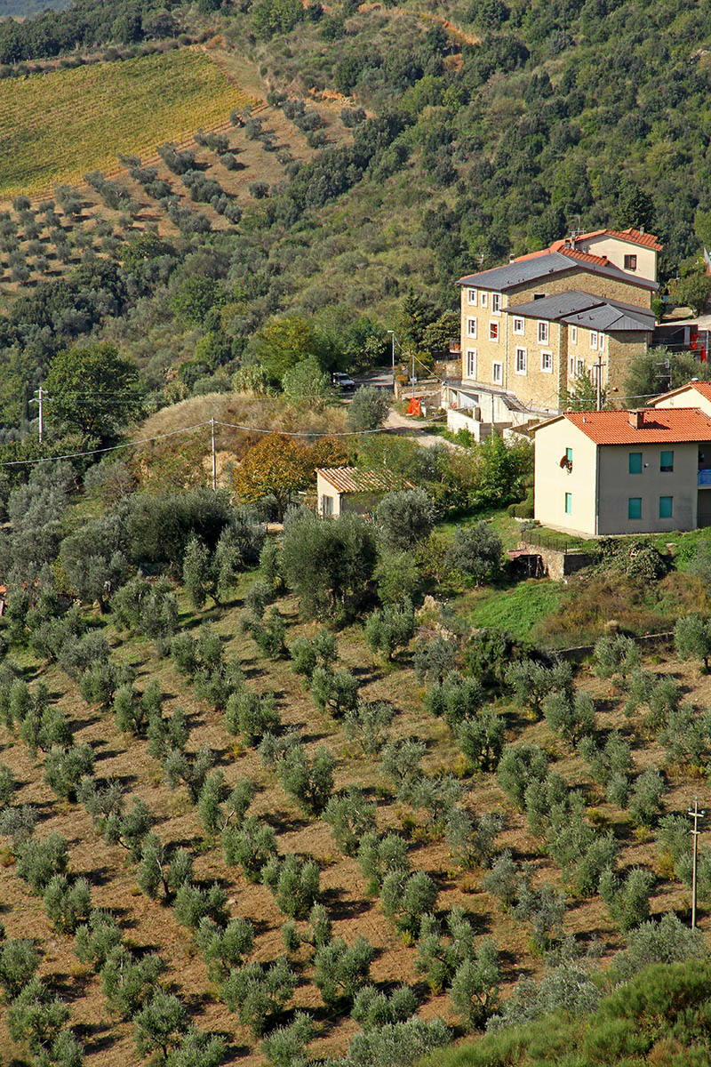 Olive trees and vineyards in Tuscany