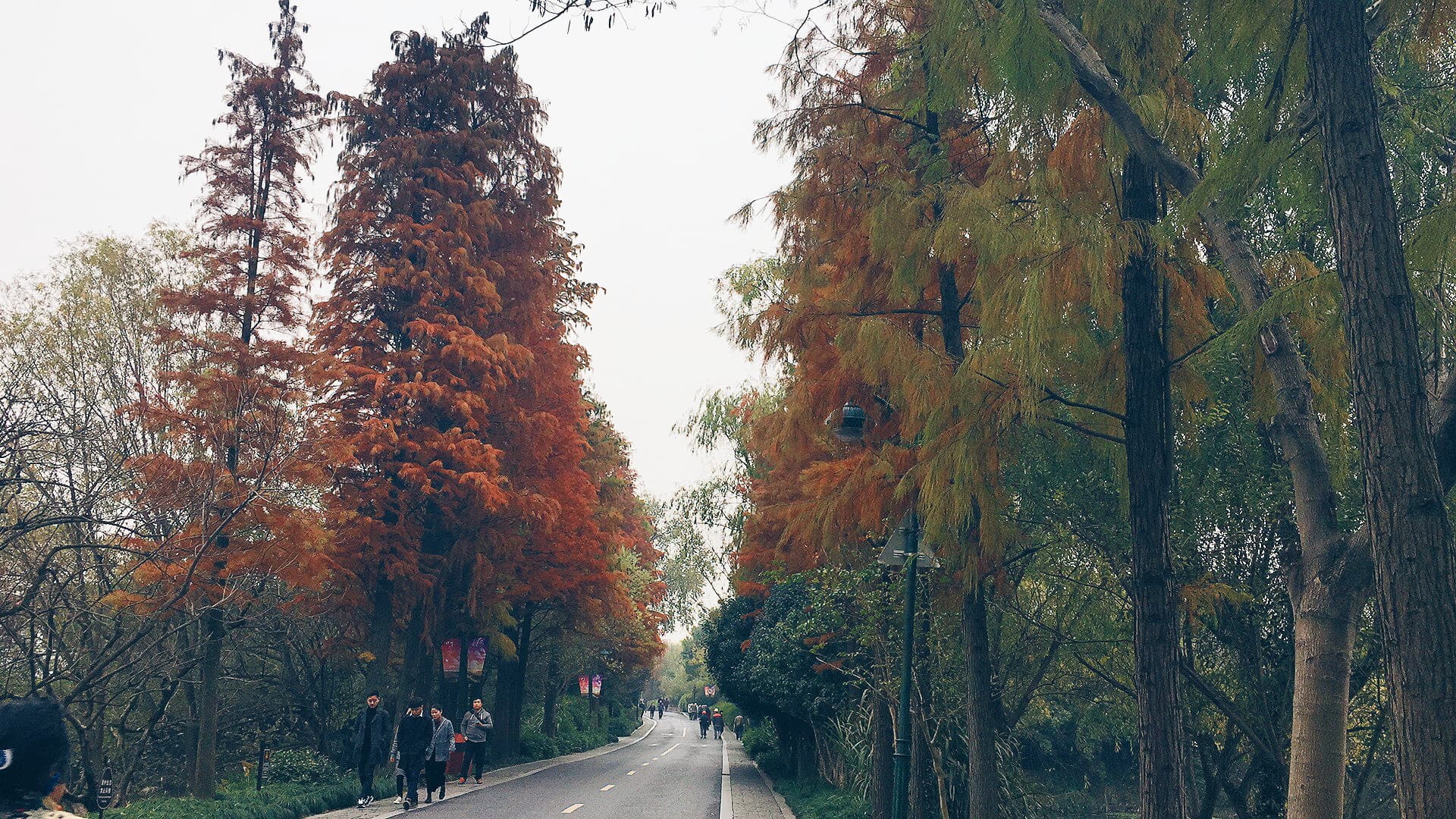 Trees in Wetland Park, Hangzhou