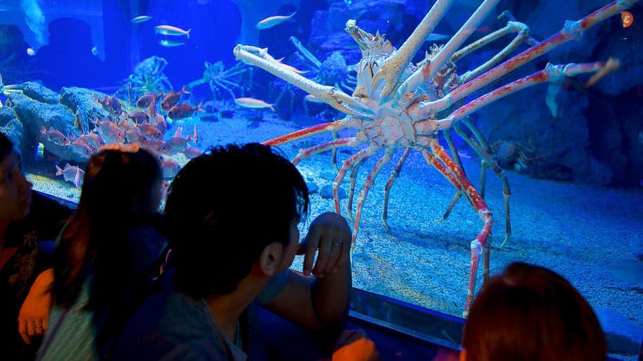 Aquarium Kaiyukan, Osaka