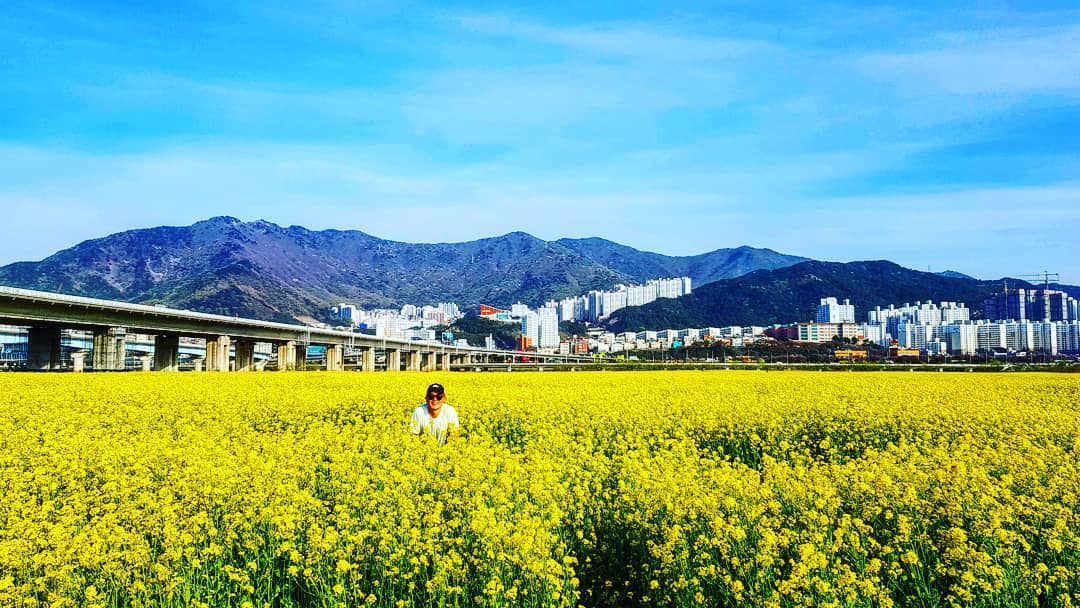 Pictured in Yuchae flower field, Busan