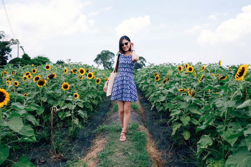 zhongshe-flower-field-taichung