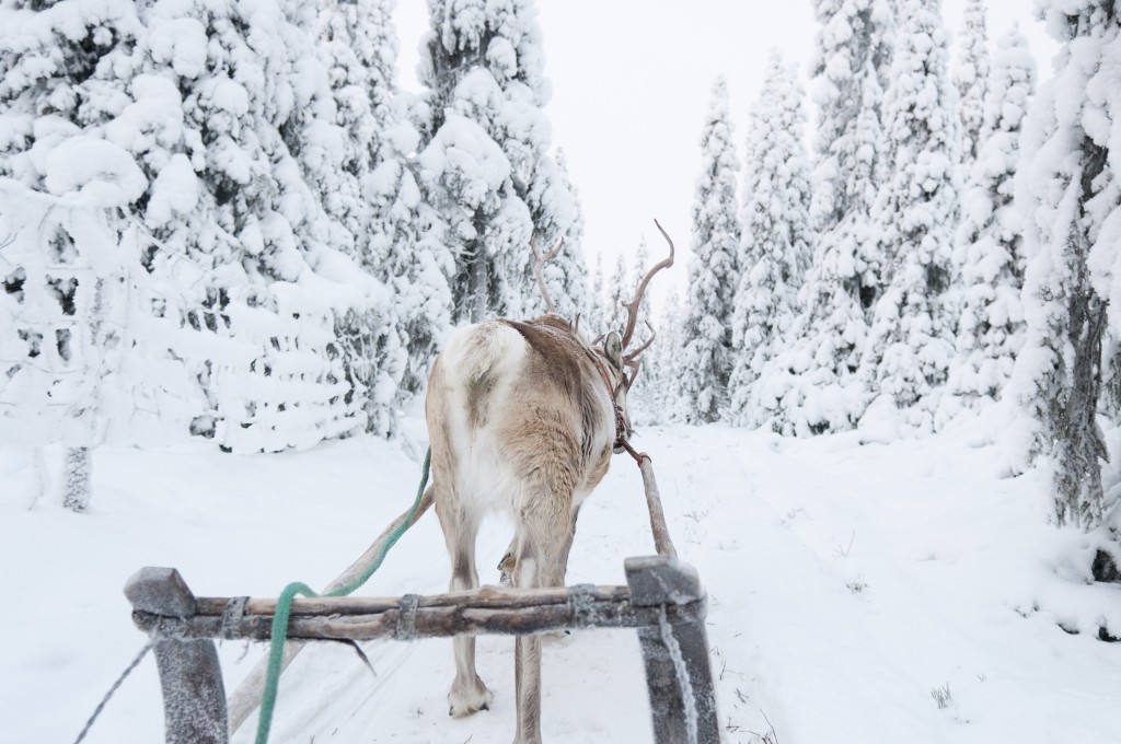 reindeer license