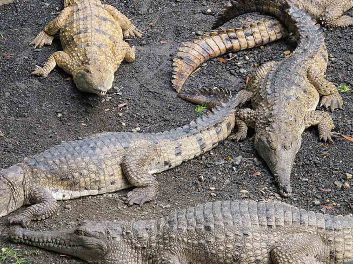 Teluk Sengat Crocodile Farm
