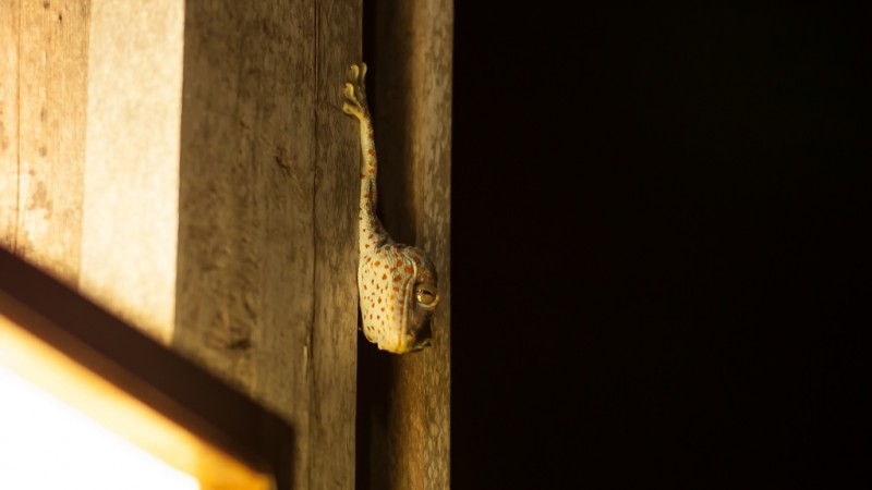 Frog, Koh Rong Sanloem