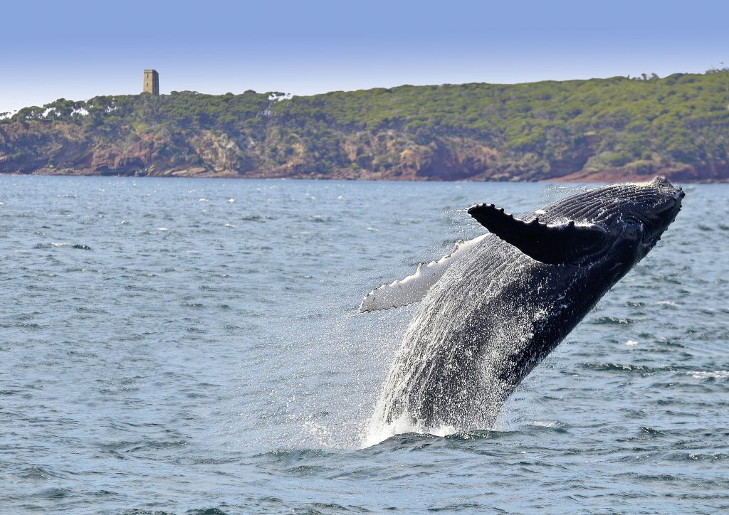 Sydney Whale Watching