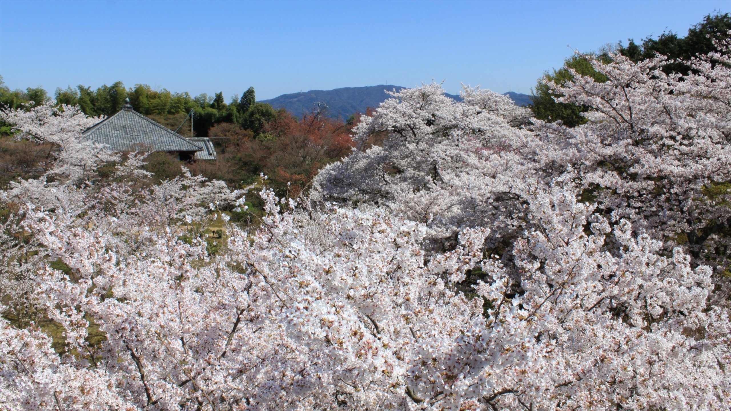 Shoren In Temple, Kyoto