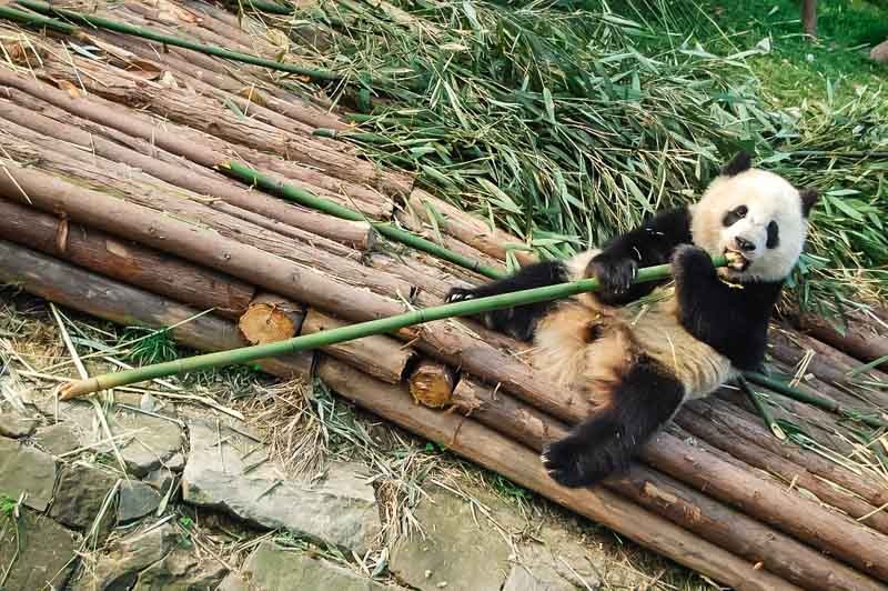 Chendu Pandas - UNESCO World Heritage