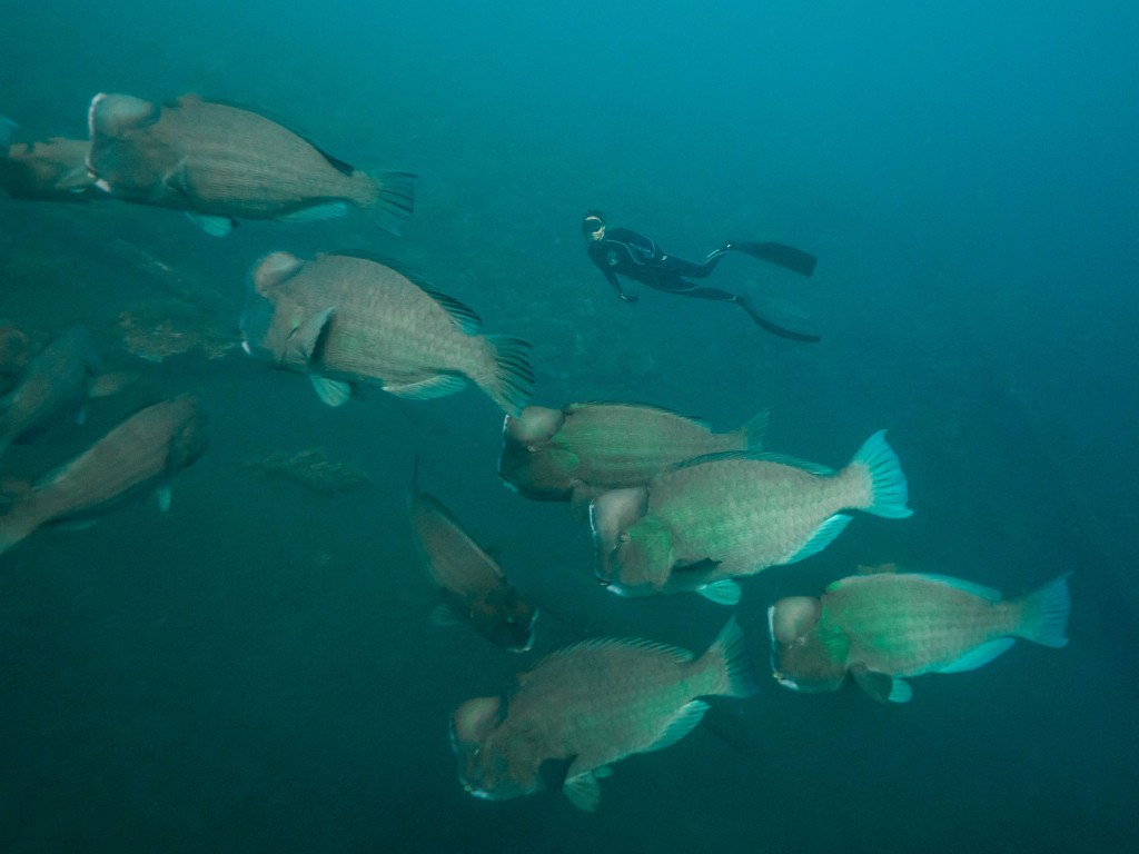 Wreck Diving in Tulamben - Diving in Asia