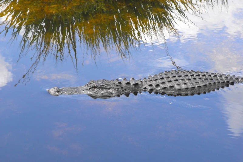 everglades-crocodile