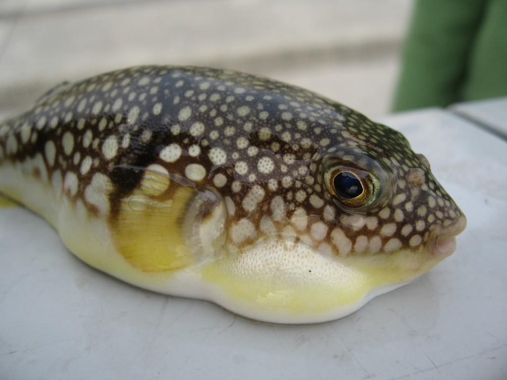 fugu-japan