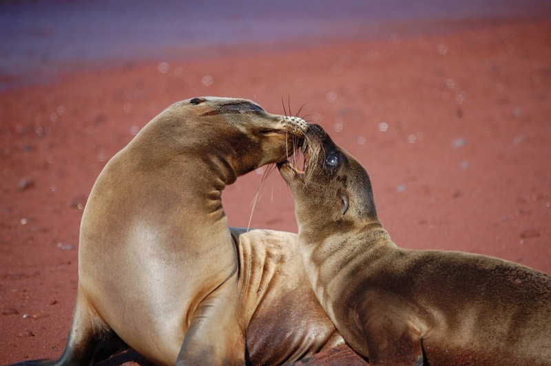 Galapagos Islands