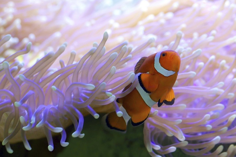 Tropical clown fish hiding in anemone