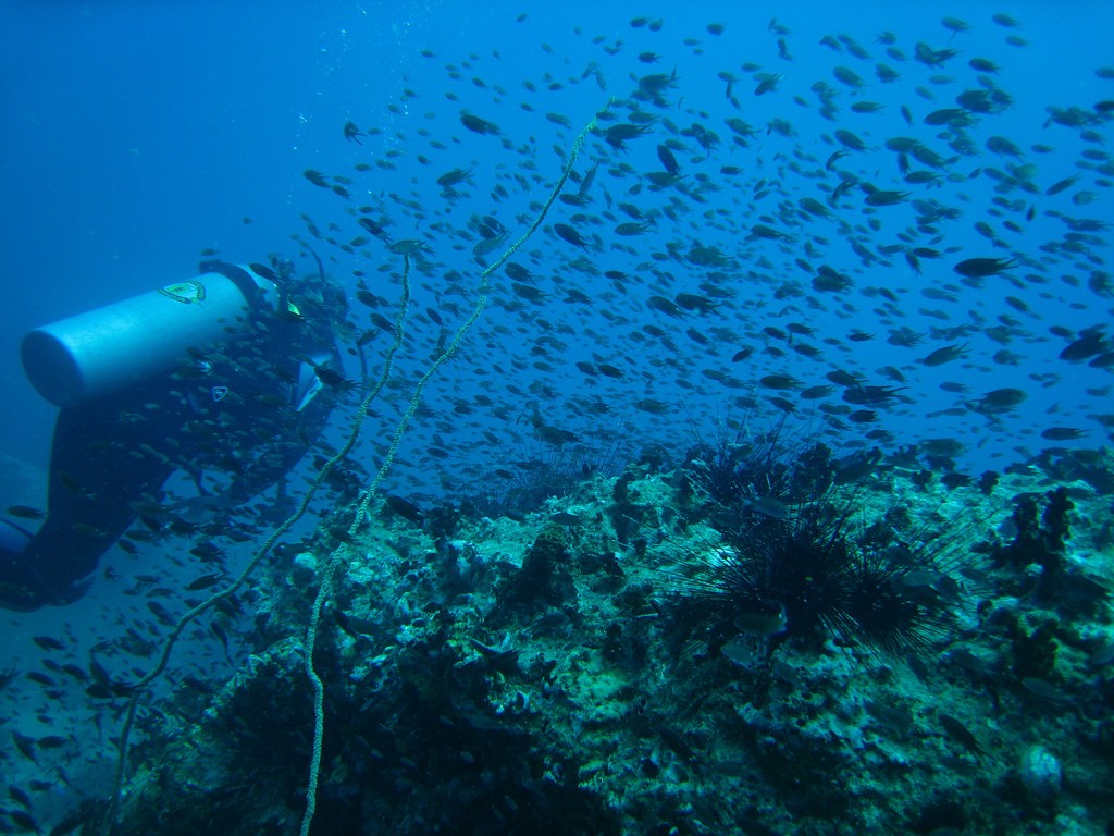Diving underwater in Koh Tao, Thailand - Diving in Asia
