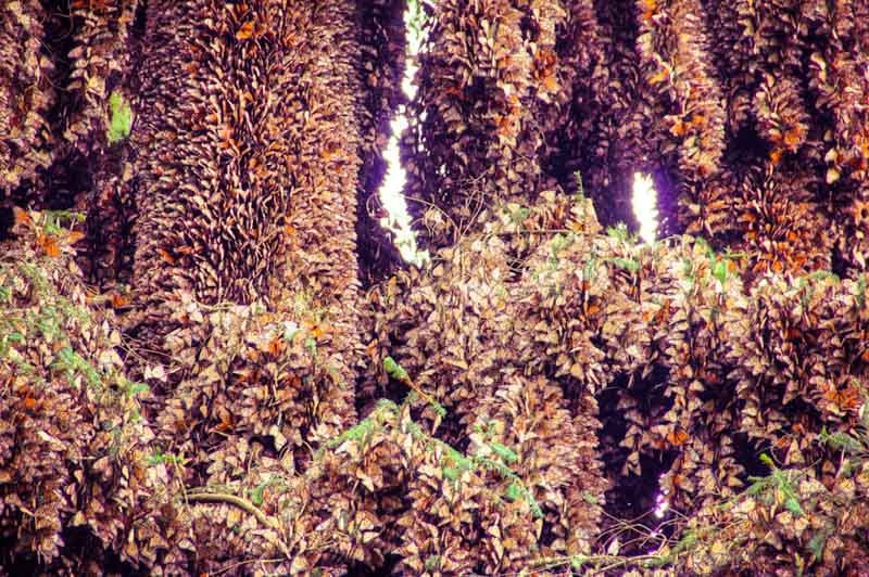Monarch Butterfly Biosphere, Mexico - UNESCO site