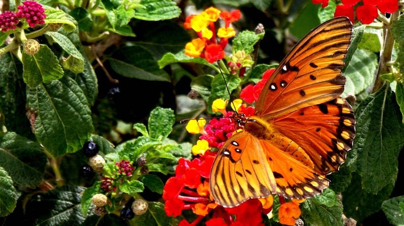 Monarch Butterfly, Mexico