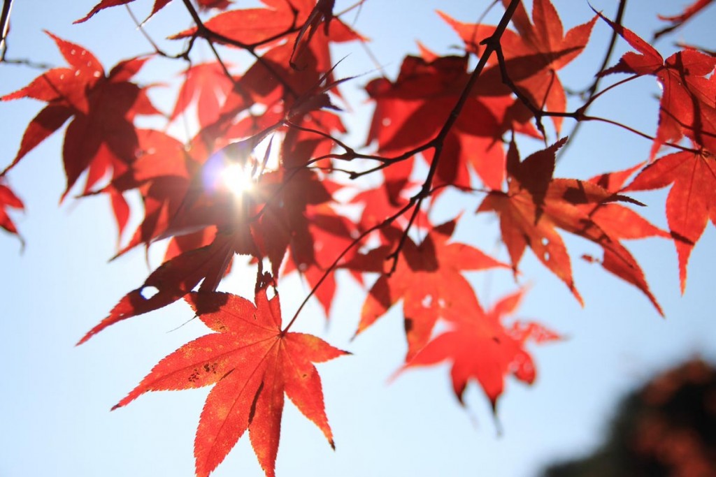 nami-island-autumn-leaves