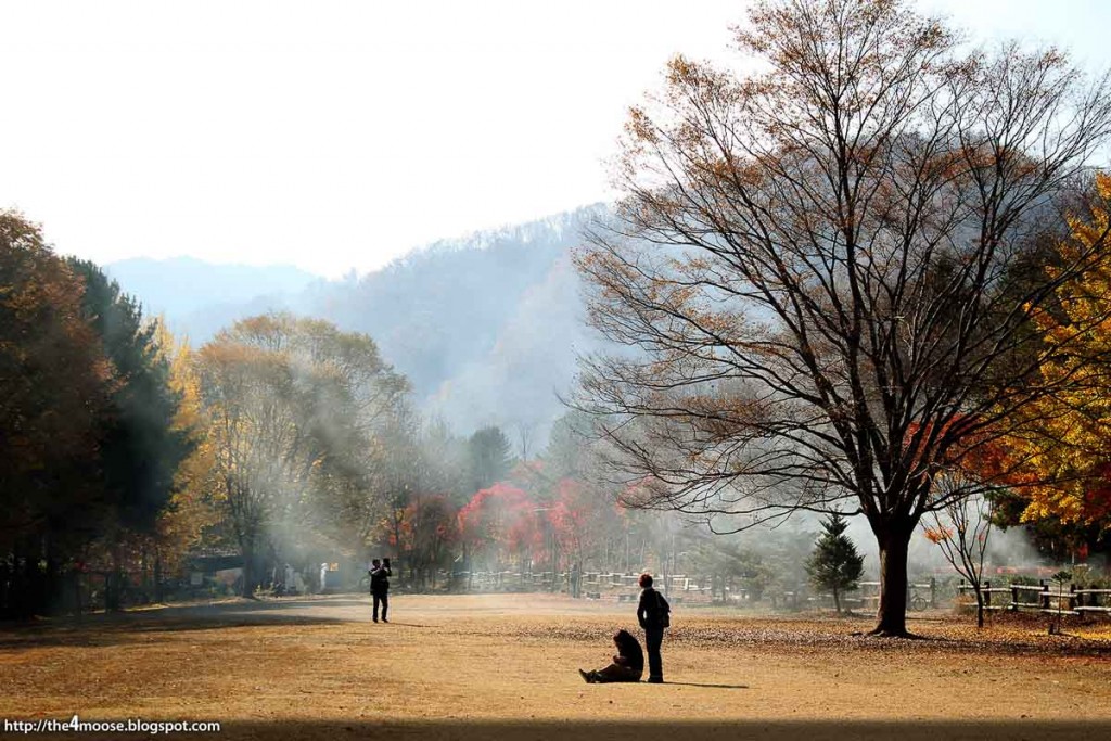 nami-island-autumn-outdoors