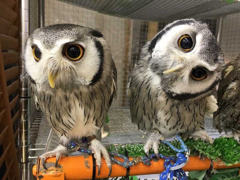 owl-cafe-tokyo-japan