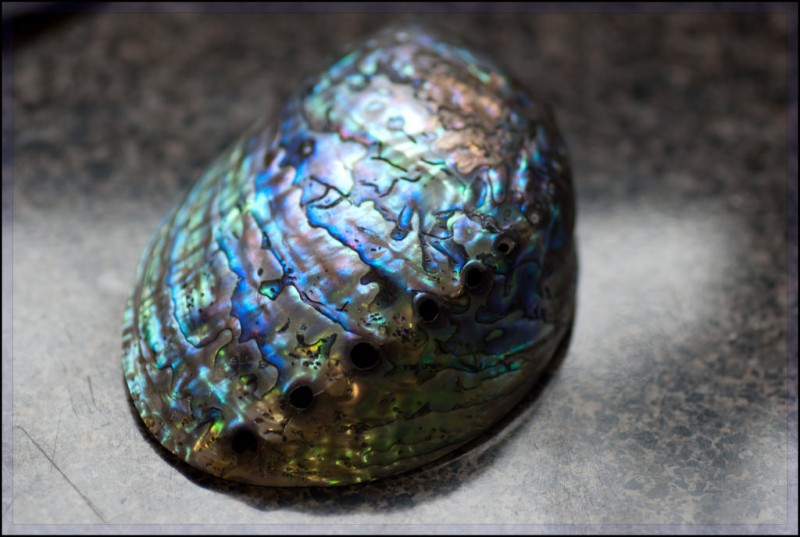 paua-shell-nz