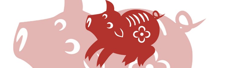 pig