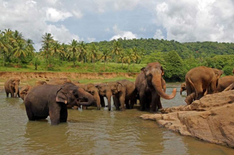 pinnawala-elephant-orphanage