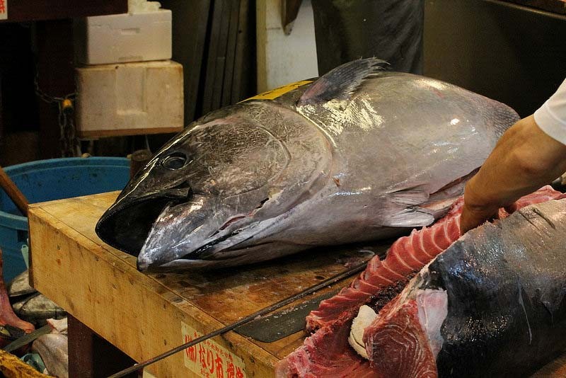 Tuna Auction, Tsukiji Tokyo 