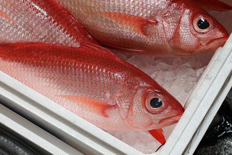 tsukiji-fish-market