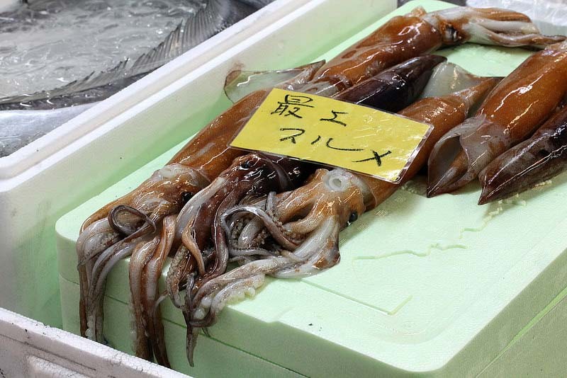 tsukiji-fish-market-squid