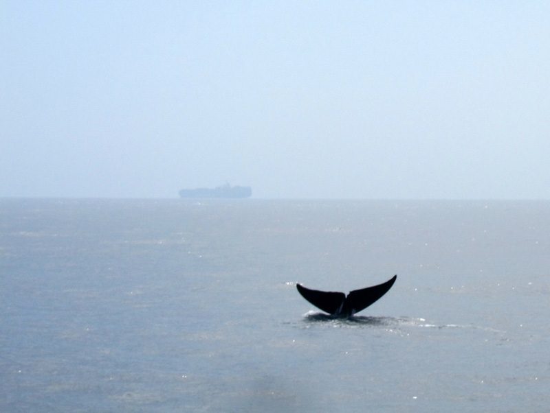 whale-watching-mirissa