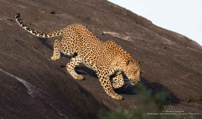 yala-national-park